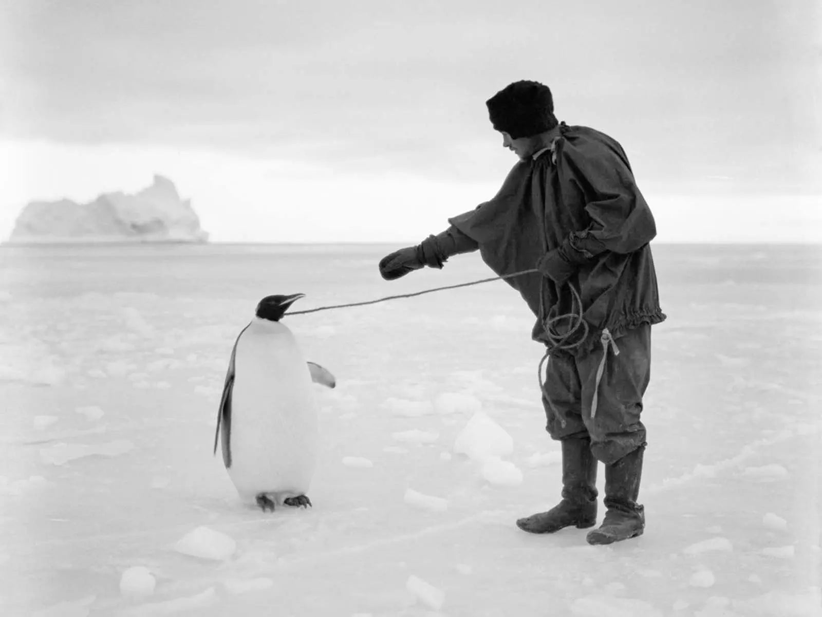 {{ product_title }} Fine Art Print | {{ product_vendor }} Jakero77 Herbert Ponting - Antarctic Expedition Emperor Penguin (1911) - 17" x 22" Print Art Print  Jakero77