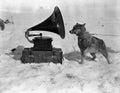 {{ product_title }} Fine Art Print | {{ product_vendor }} Jakero77 Herbert Ponting - Dog Listens to Gramophone Antarctica (1911) - 17" x 22" Print Art Print  Jakero77