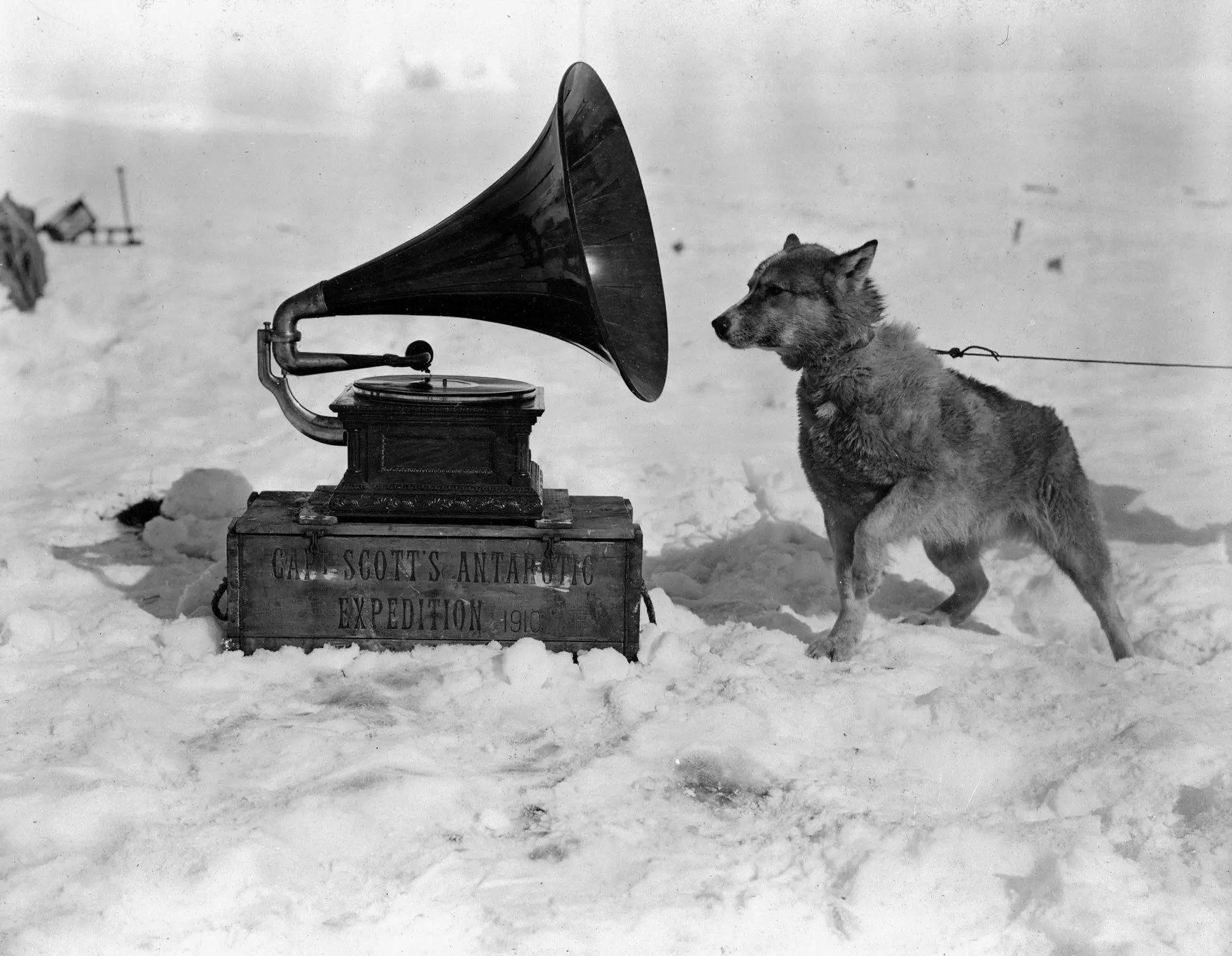{{ product_title }} Fine Art Print | {{ product_vendor }} Jakero77 Herbert Ponting - Dog Listens to Gramophone Antarctica (1911) - 17" x 22" Print Art Print  Jakero77