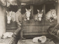 {{ product_title }} Fine Art Print | {{ product_vendor }} Jakero77 Herbert Ponting - Lawrence Oates with Ponies South Pole Expedition (1911) - 17"x22" Fine Art Print Art Print  Jakero77