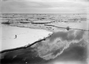 {{ product_title }} Fine Art Print | {{ product_vendor }} Jakero77 Herbert Ponting - Lone Penguin in Ross Sea Antarctica (1910s) - 17" x 22" Print Art Print  Jakero77