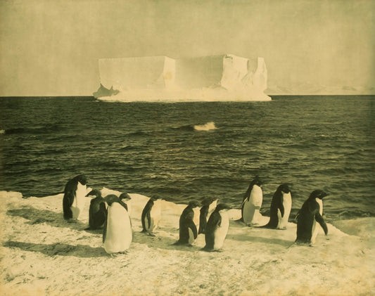 {{ product_title }} Fine Art Print | {{ product_vendor }} Jakero77 Herbert Ponting - Penguins Iceberg Cape Royd Antarctica (1910) - 17" x 22" Print Art Print  Jakero77