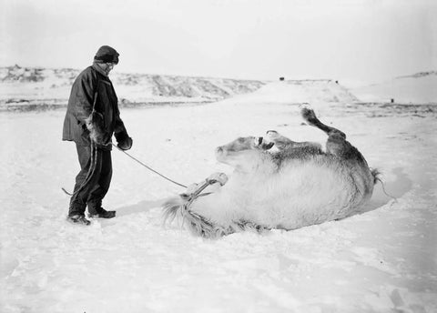 {{ product_title }} Fine Art Print | {{ product_vendor }} Jakero77 Herbert Ponting - Pony Rolling in Snow Antarctica (1911) - 17" x 22" Art Print Art Print  Jakero77