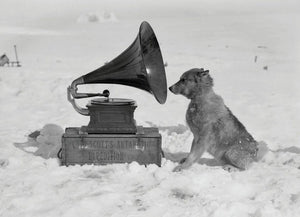 {{ product_title }} Fine Art Print | {{ product_vendor }} Jakero77 Herbert Ponting - Sled Dog Listens to Gramophone Antarctica (1911) - 17"x22" Print Art Print  Jakero77