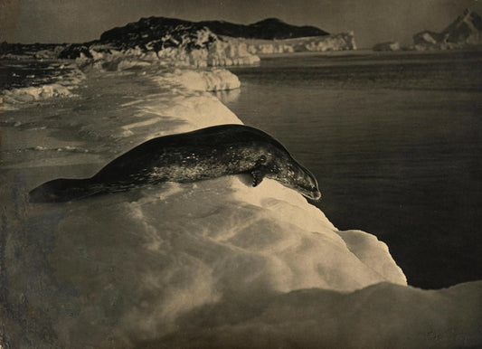 {{ product_title }} Fine Art Print | {{ product_vendor }} Jakero77 Herbert Ponting - Weddell Seal About to Dive Antarctica (1910) - 17" x 22" Print Art Print  Jakero77