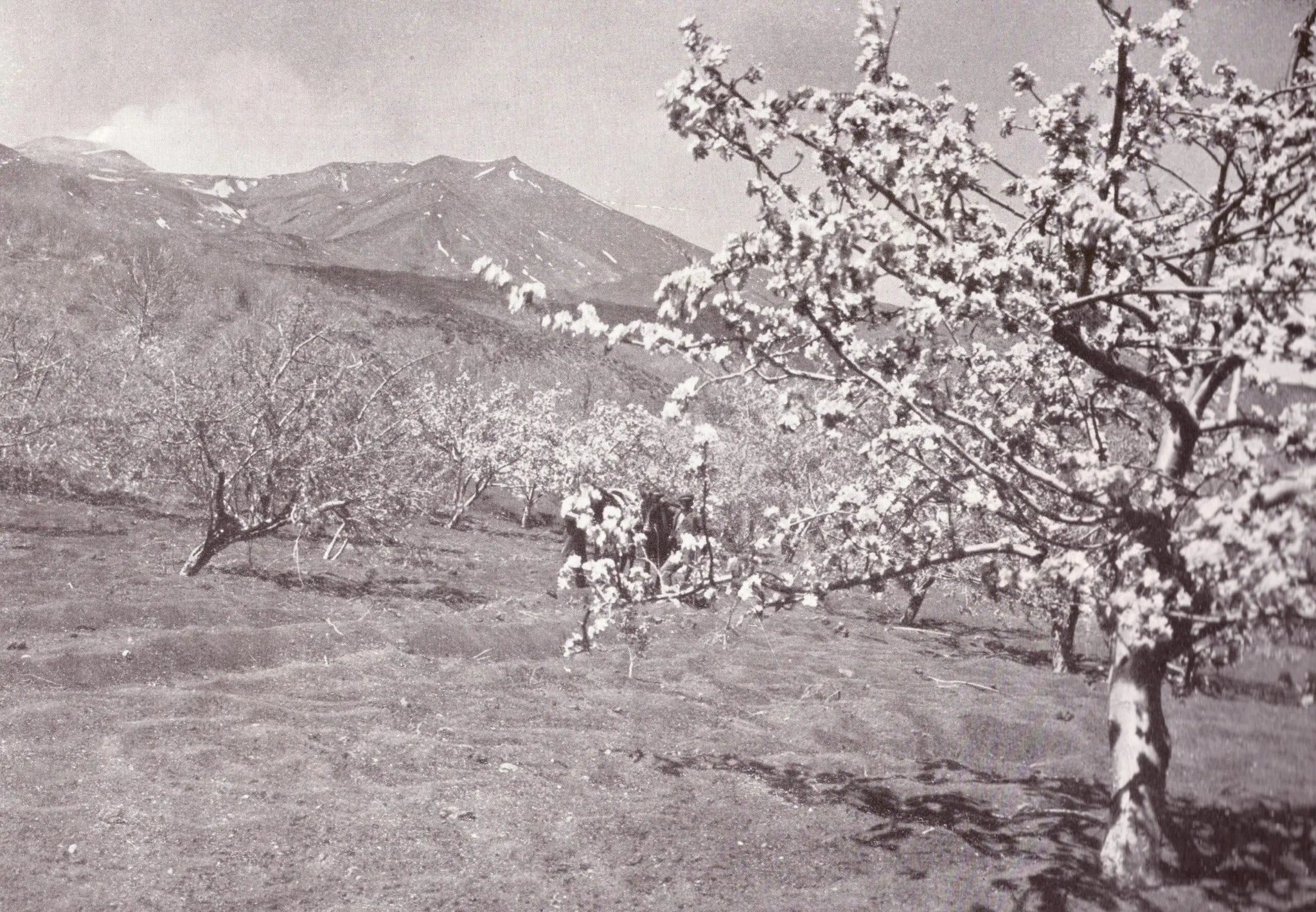 {{ product_title }} Fine Art Print | {{ product_vendor }} Jakero77 Karl Grober - Trip to Sicily, Italy (1924) Landscape - 17" x 22" Fine Art Print Art Print  Jakero77